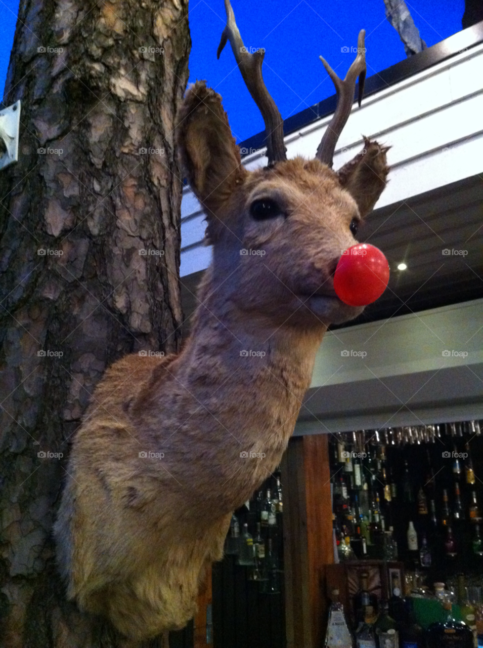 bar raindeer rudolf red mule by MagnusPm
