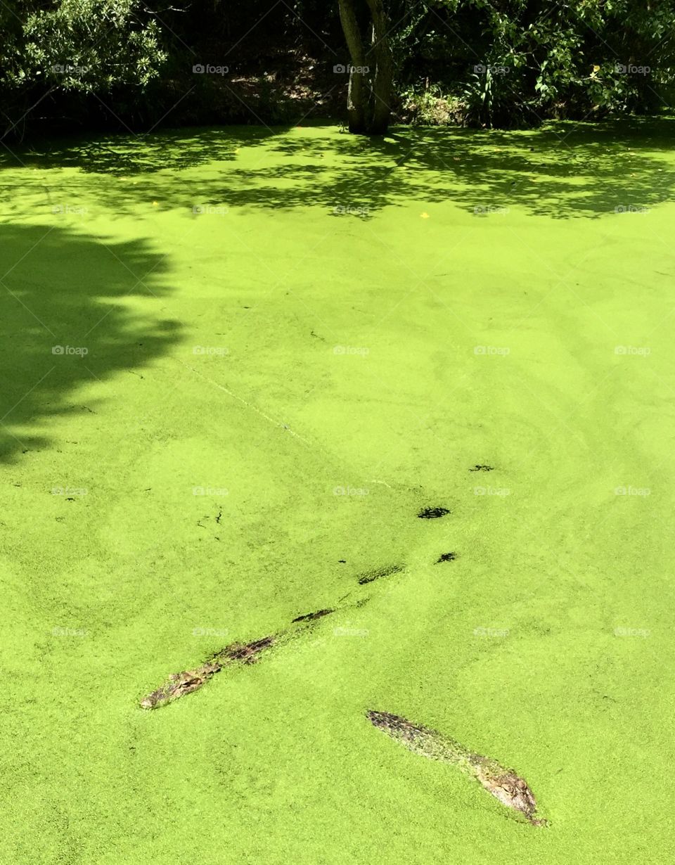 Alligators swimming