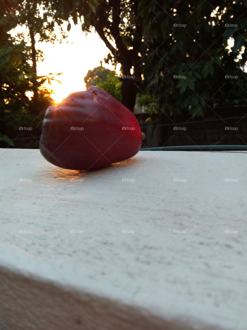 apple in the sun