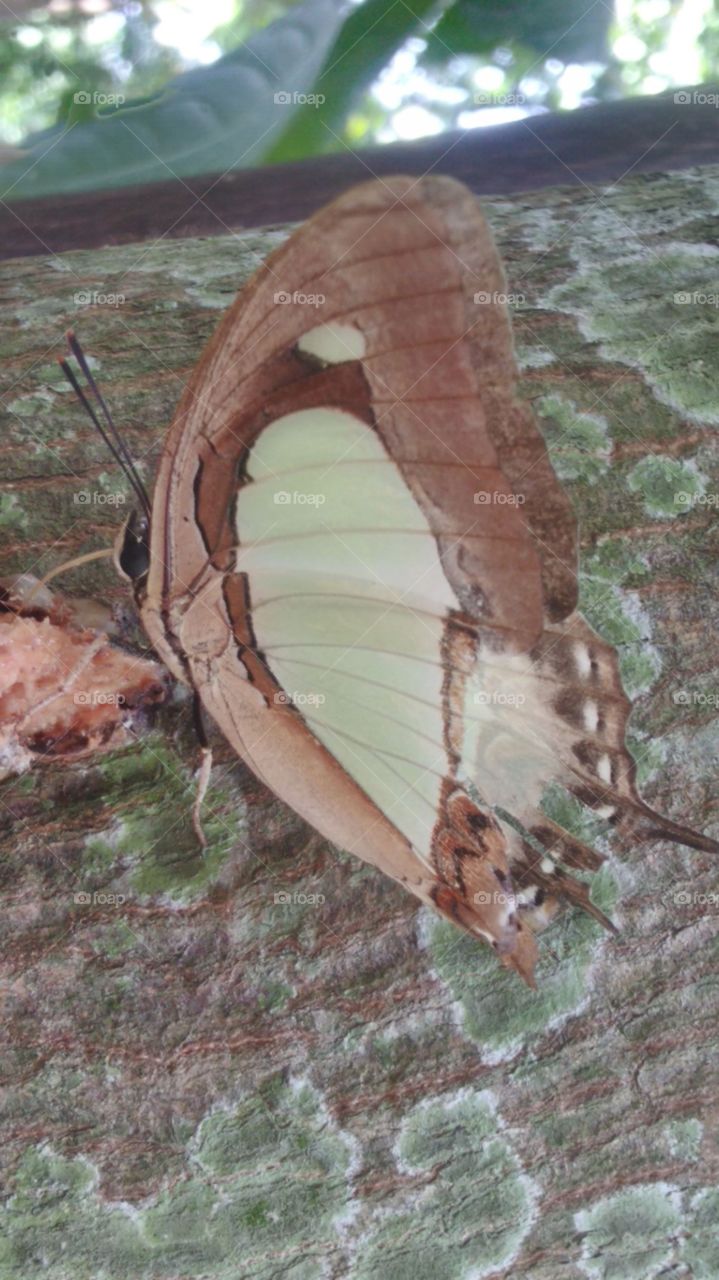 The butterfly perches the tree's body