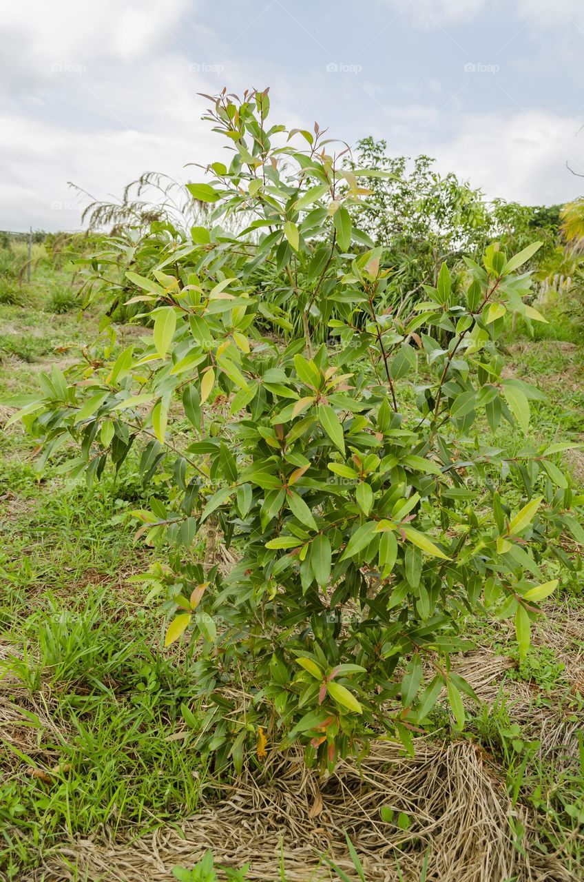 Small Jamun Tree