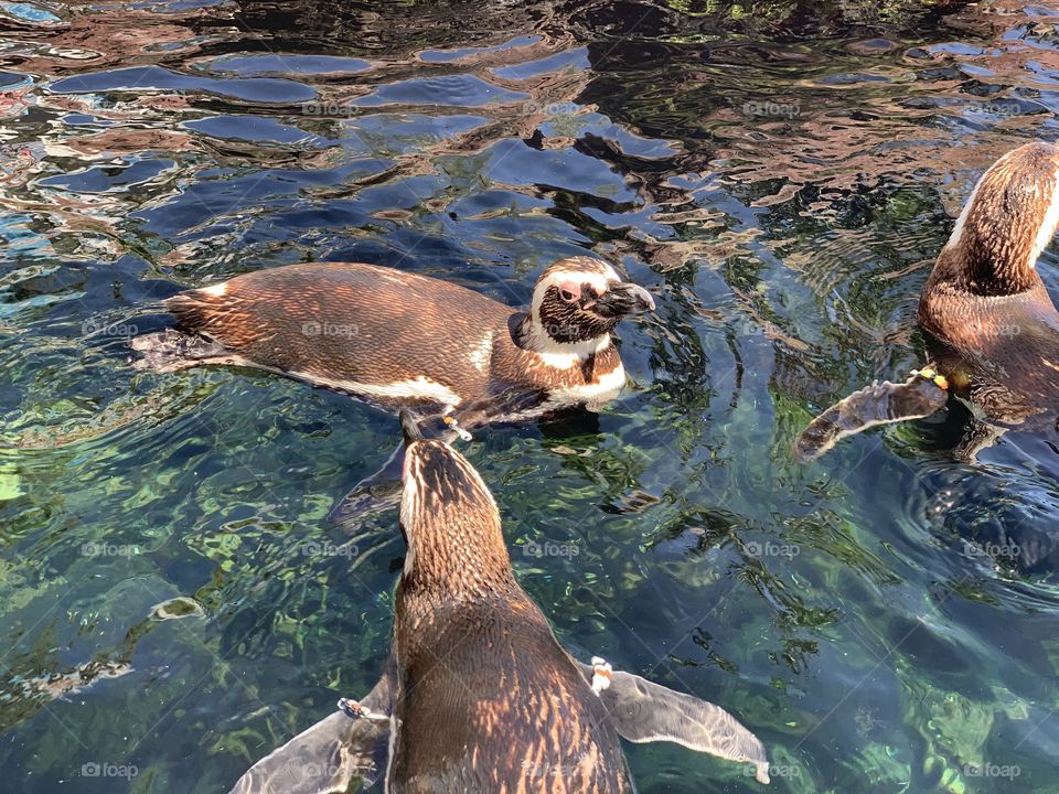 Penguins at SeaWorld San Diego 