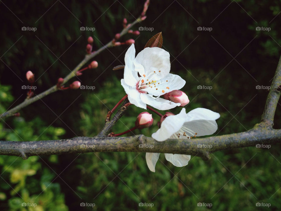 pink flower white blossom by kirimoth
