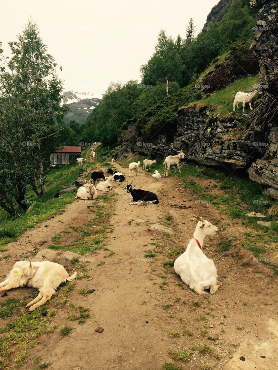 Norway goats