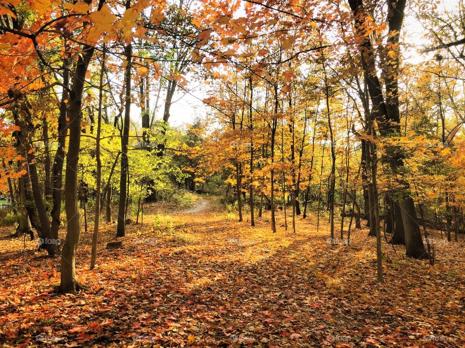 Footpath through autumn trees