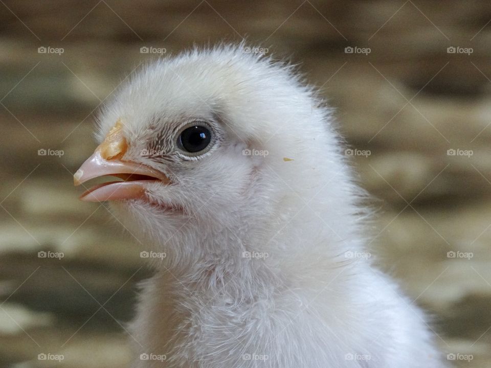 Chick 