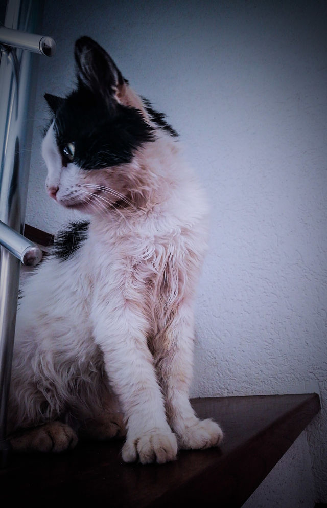 Portrait of a cat.