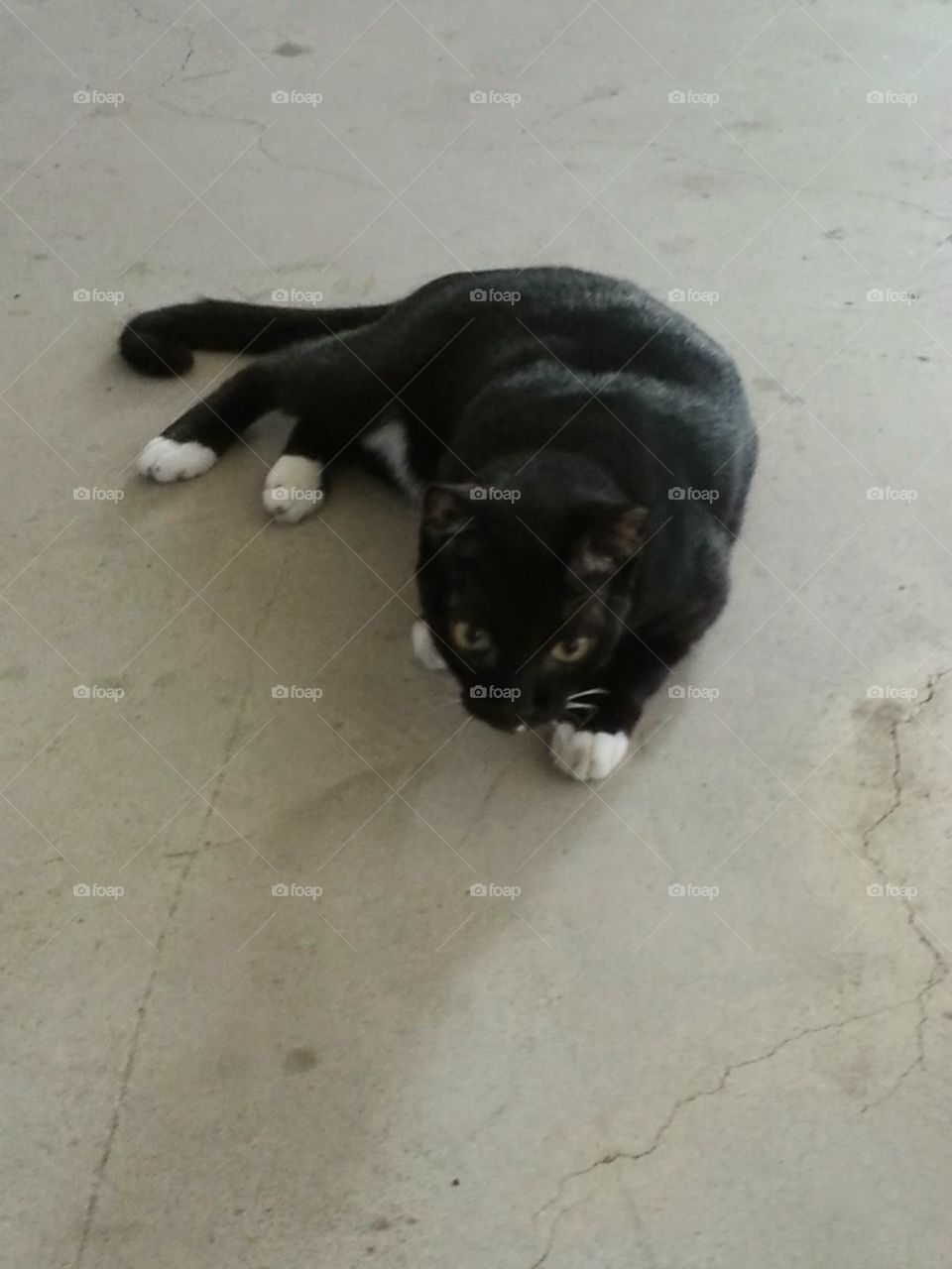 black cat. black cat