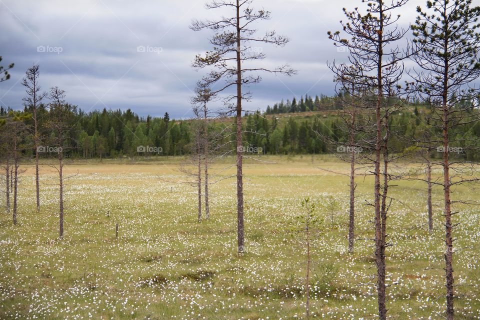 View of cotton field