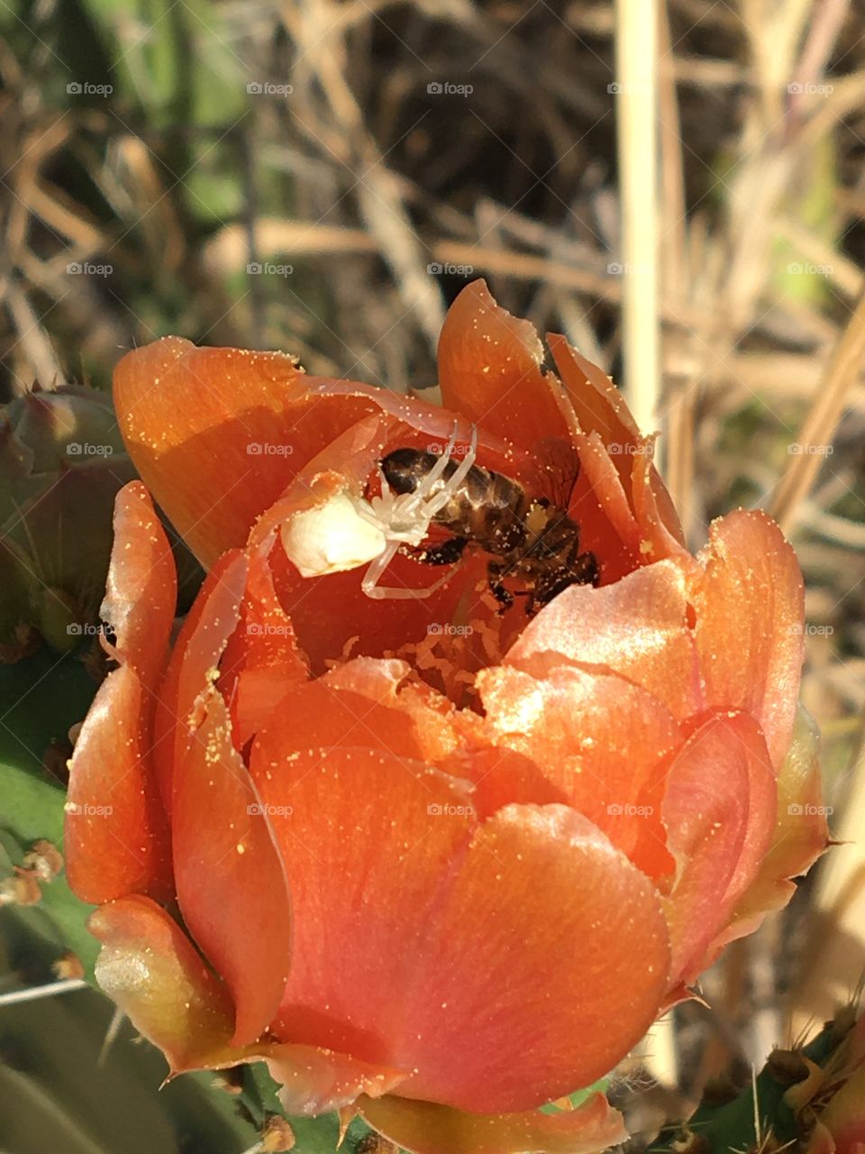 Spider lunch in a prickly pear flower 