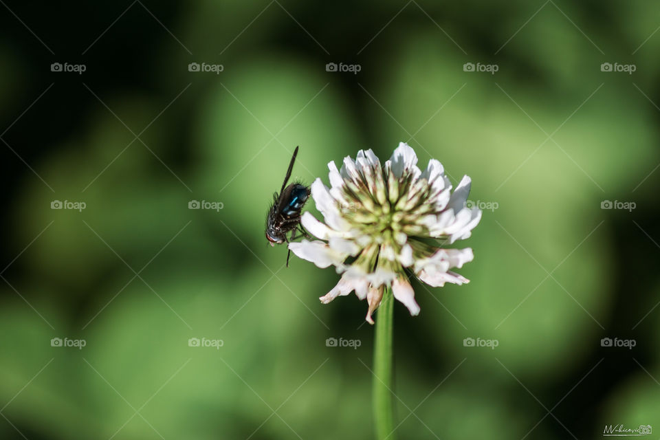 Fly on flower