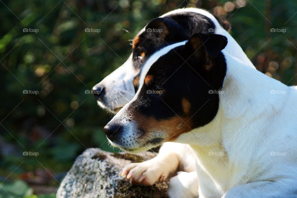 Dog, Mammal, Canine, Pet, Portrait