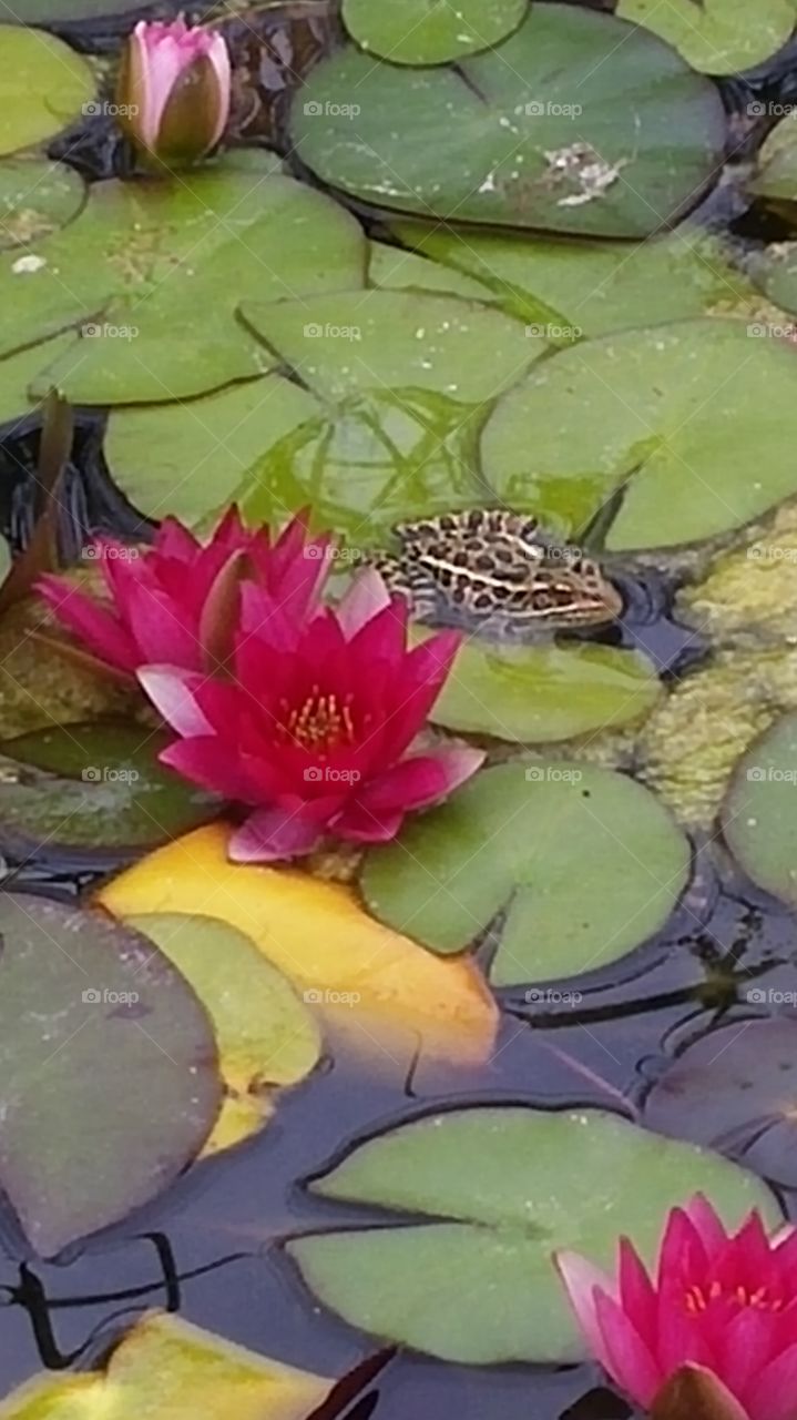 Leopard frog on a Lily-pad