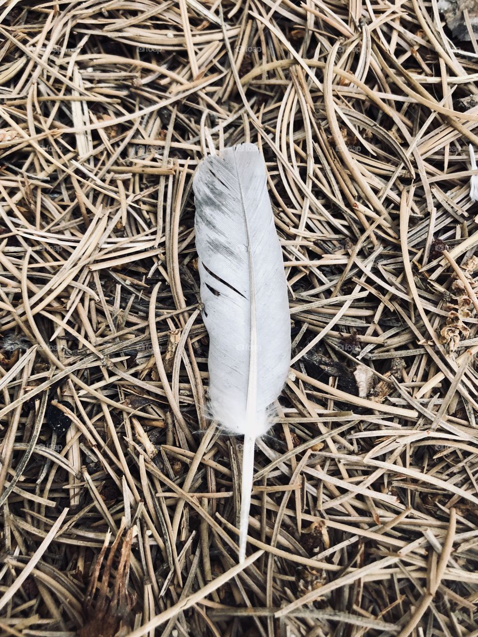 Fallen feather