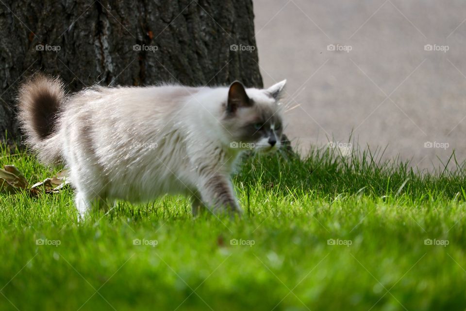 Stalking hunter! Ragdoll tabby cat outdoors walking by tree