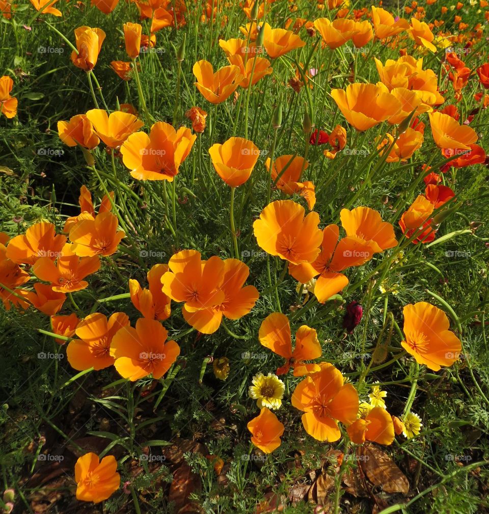 Blooming flowers in field