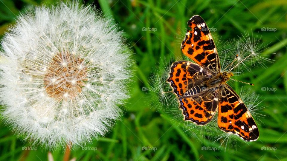 Close up of butterfly and white fluffy dandelion