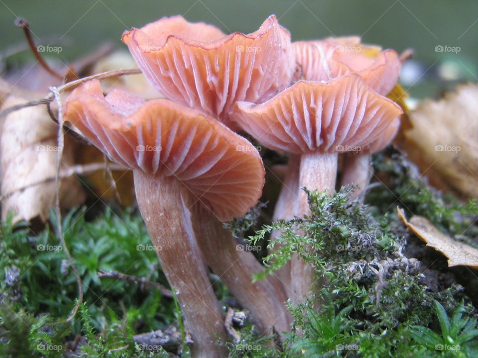 Mushrooms in forest
