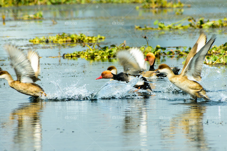 Flock of migratory Red crested pochard Aythyinae flying on lake. Freshwater and coastal bird species spotted in waterbirds Vedanthangal Bird Sanctuary Kancheepuram India. A paradise for avian life.