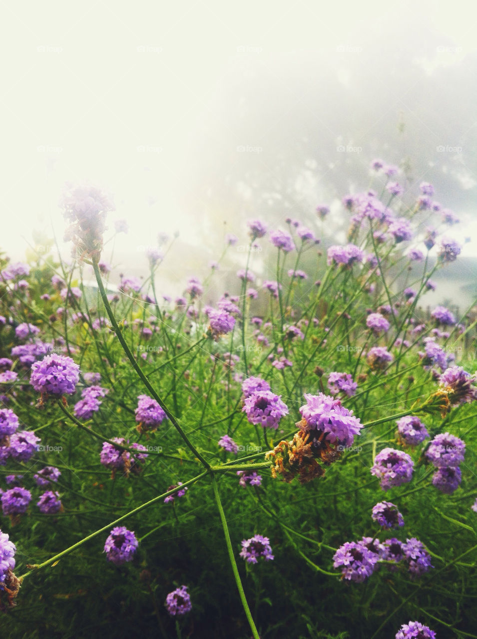 spring flowers white purple by JB325