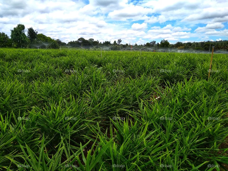 Ginger farm, ginger cultivation, ginger field