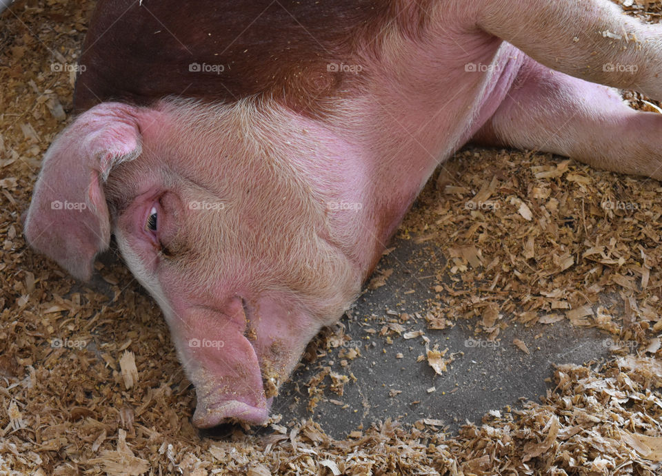 Pig resting at the county fair