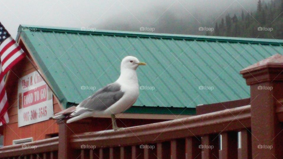 Seagull on rail