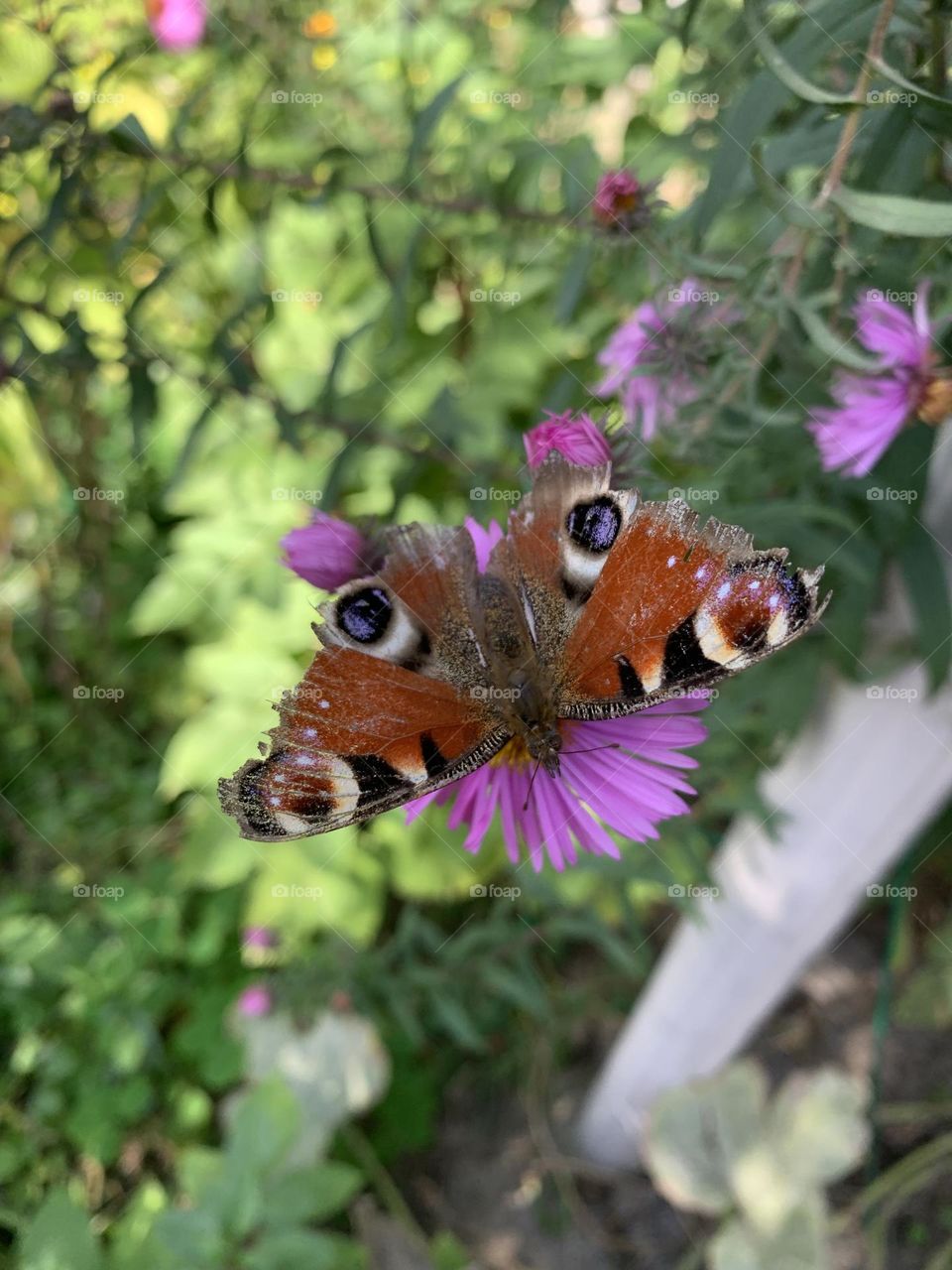 Butterfly on a flower