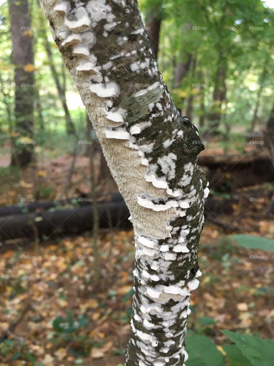 White lichen