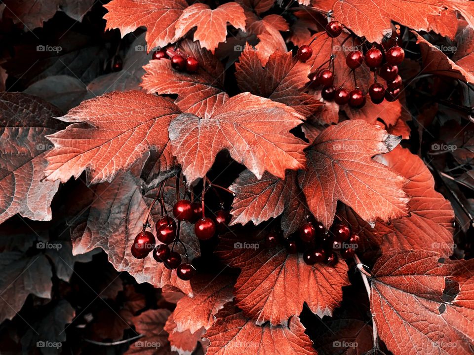 Autumn leaves and berries 