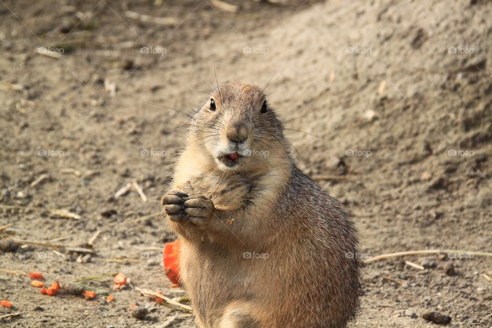 A funny gopher is eating a carrot 