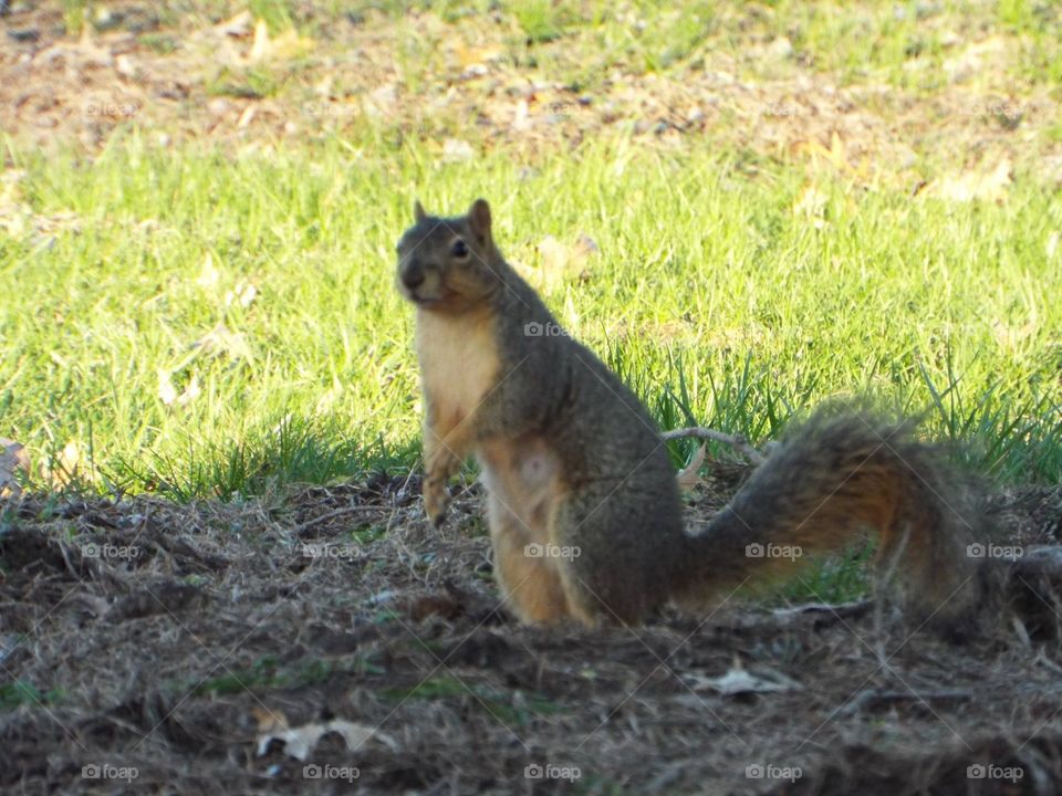 Squirrel 