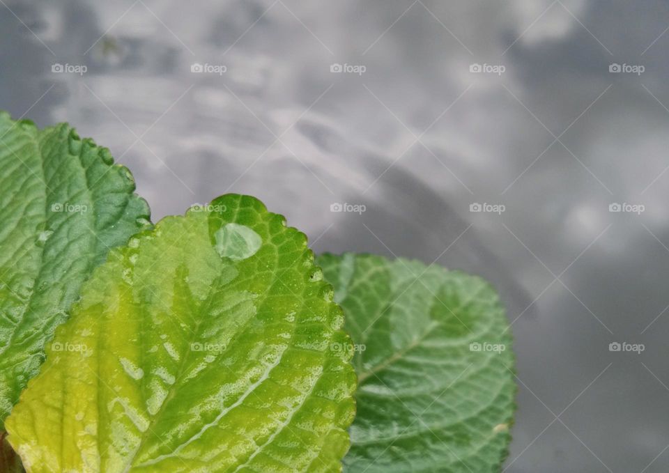 wet leaves with the dew. against sky reflection on the water