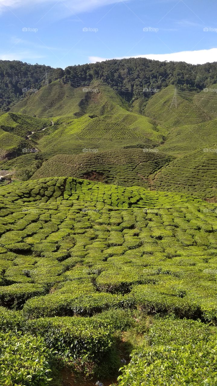 cameron tea valley