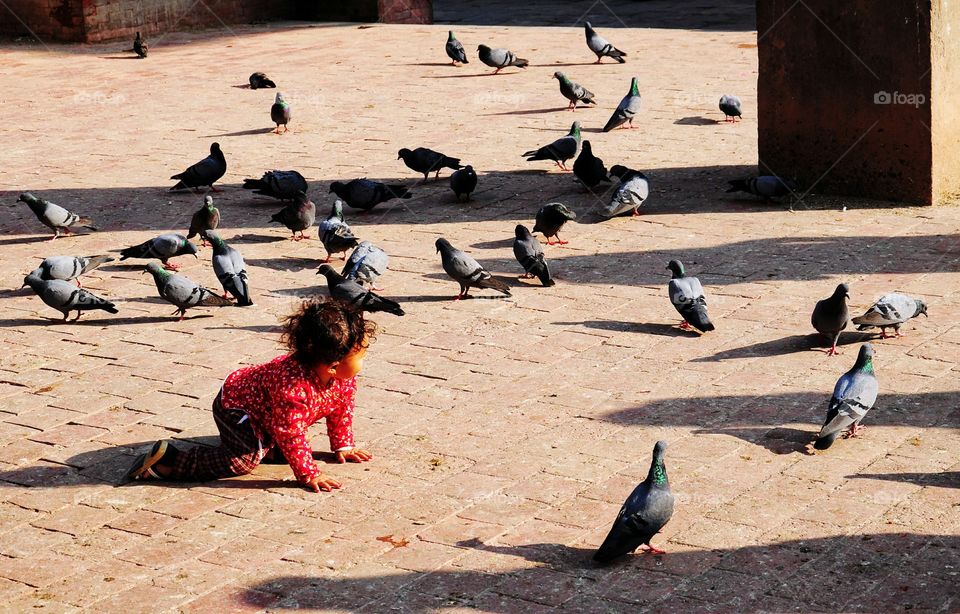 Pigeon, People, Bird, Group, Child