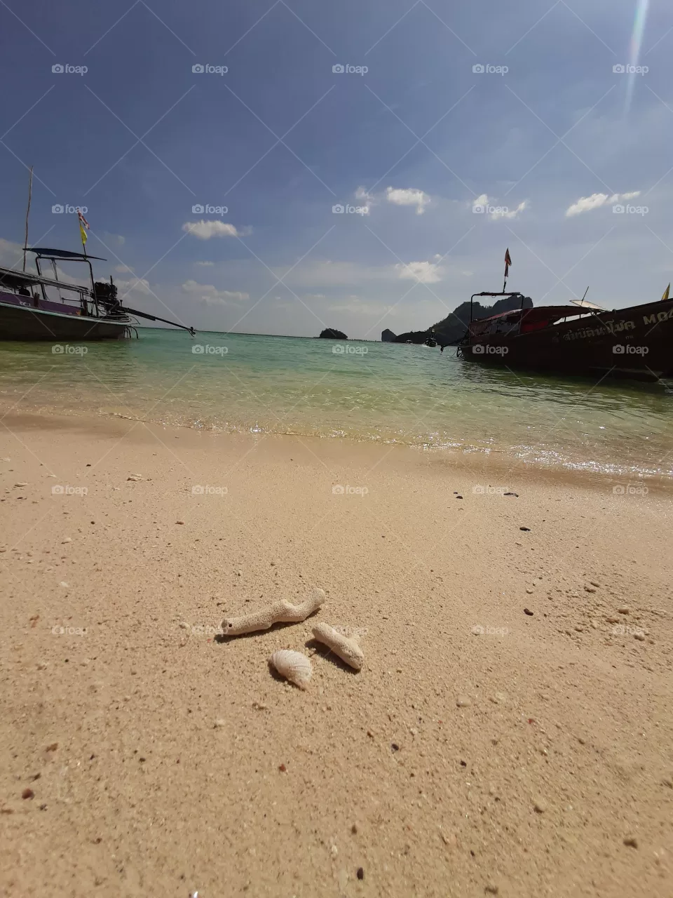 seashell