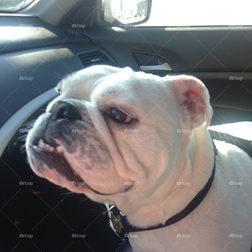 My Bulldog Keeping me Company in the Car