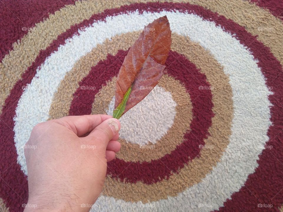 Beautiful leaf and magic carpet.