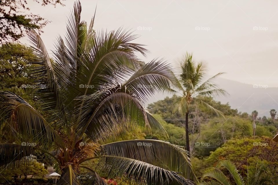 Hawaiian views