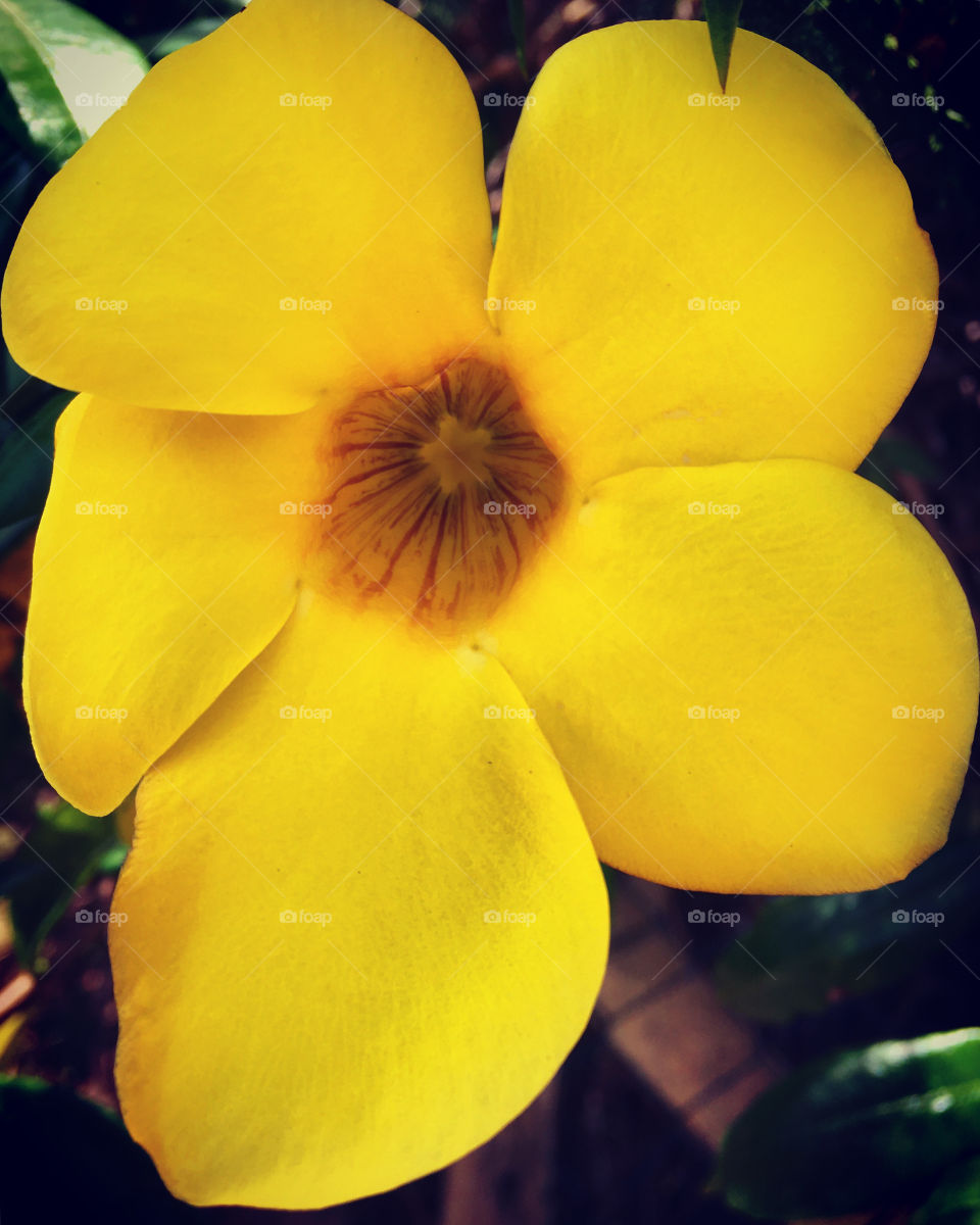 Um magnífico exemplar das Plantas do Brasil: um Hibisco amarelo (para muitos, o nome dessa flor é Mimo).