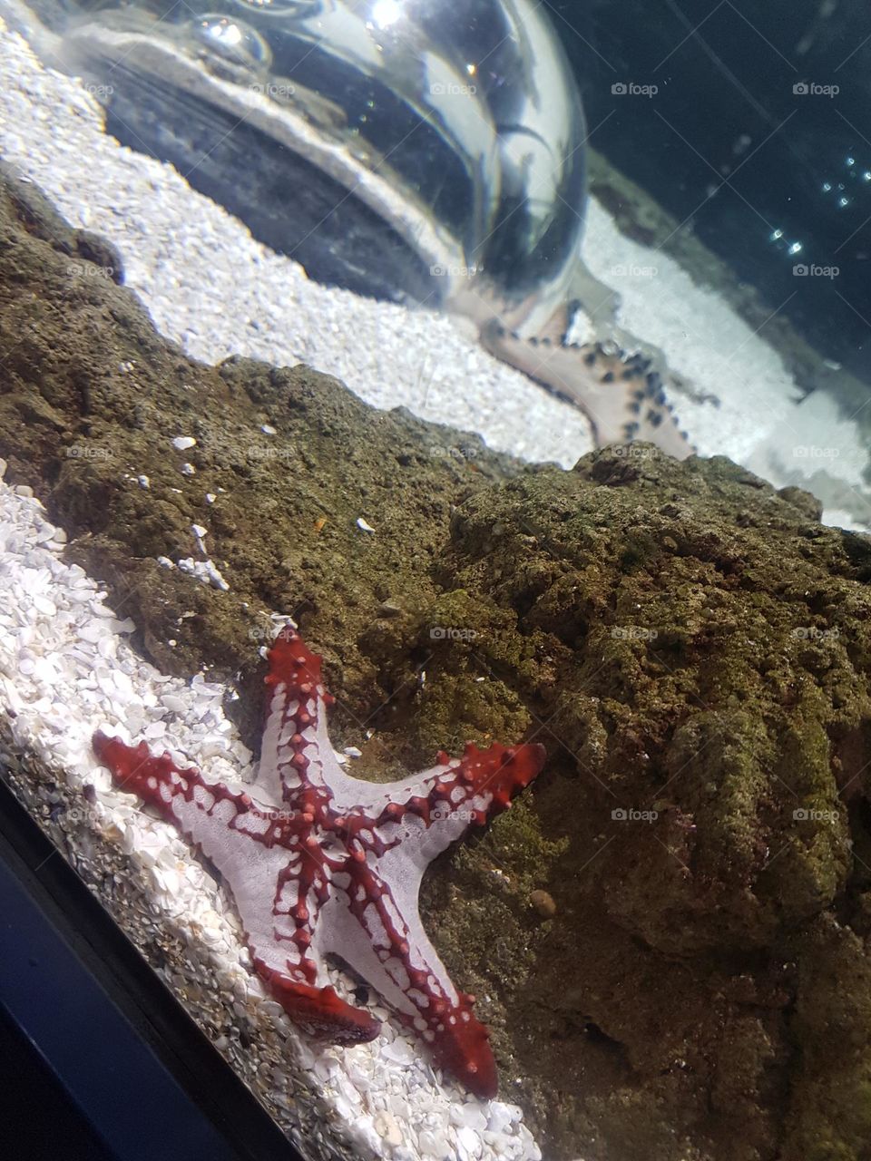 starfish