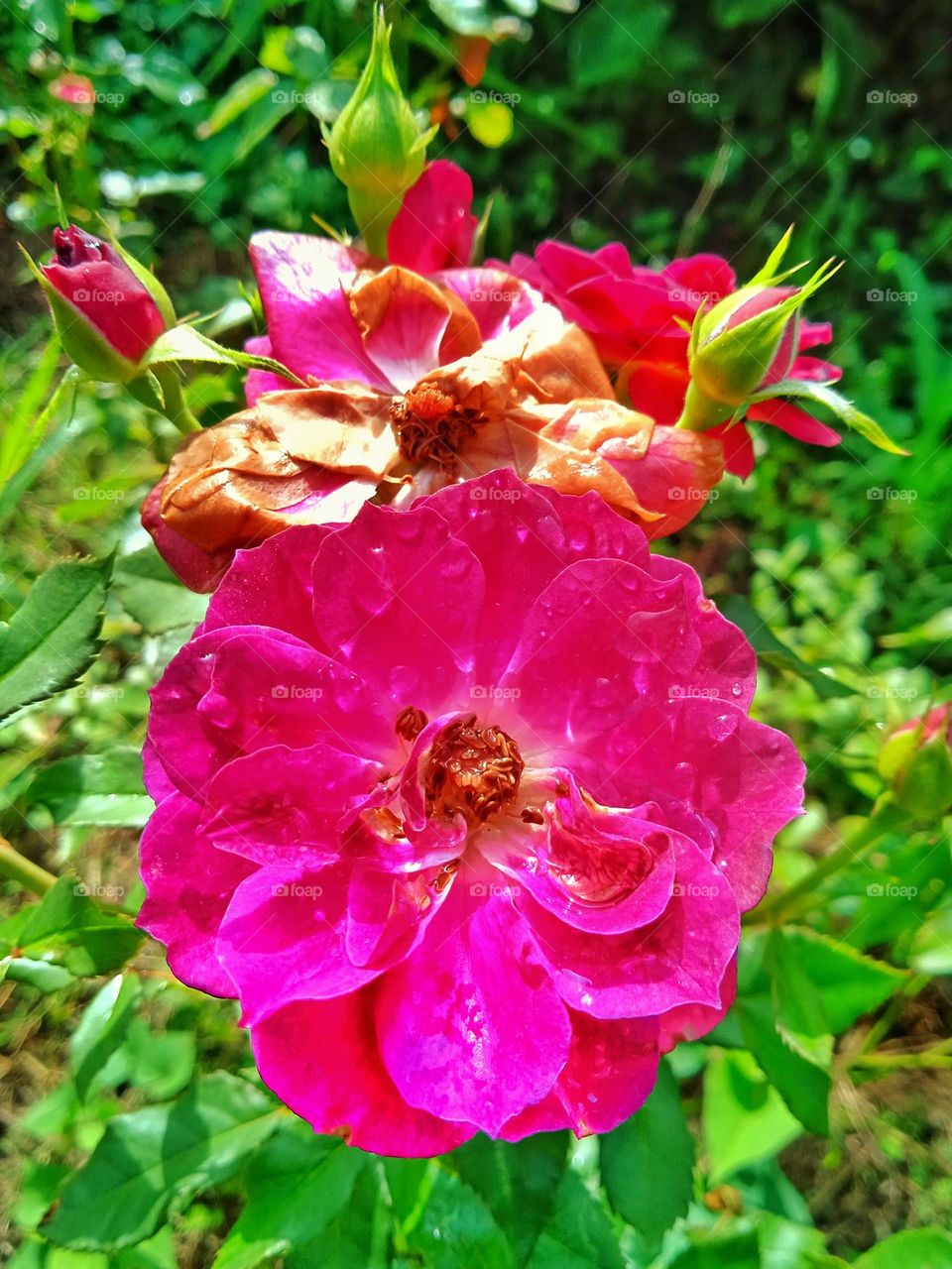 Magenta colour Rose flower