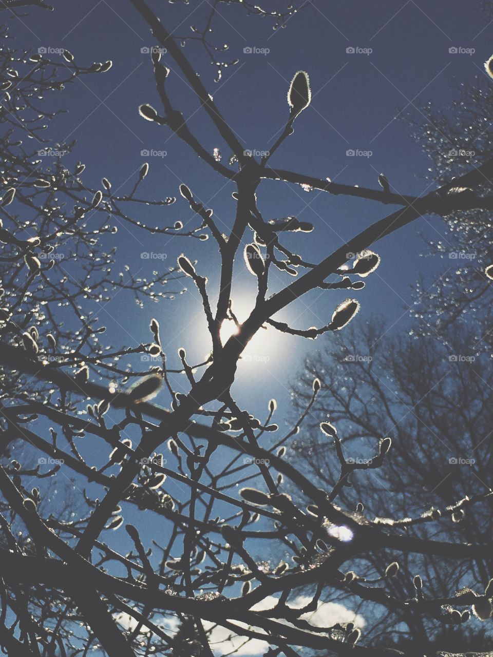 Sugar Magnolia 

This was taken in December actually, as a false sign of Spring. Because of unusually warm temperatures Mother Nature was fooled into this thinking it was Spring, as Magnolia blossoms started  budding on this tree. Note the ice crystals twinkling on the buds and branches 