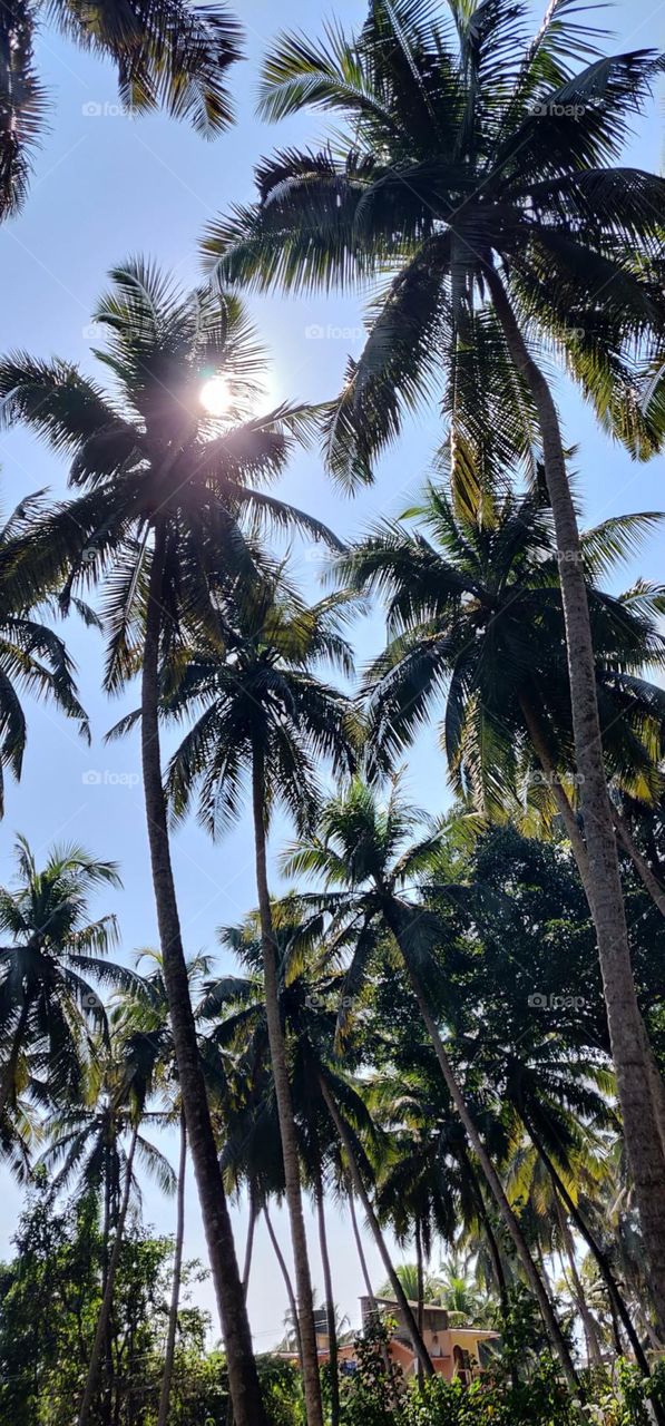 Soaking up the sun and salty air, standing tall and proud like a palm tree! 