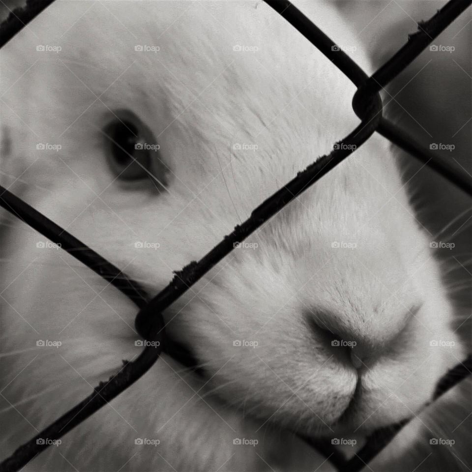 Monochrome rabbit