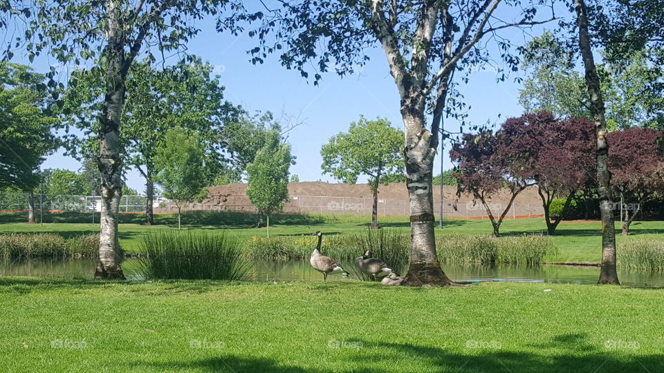 goslings and geese