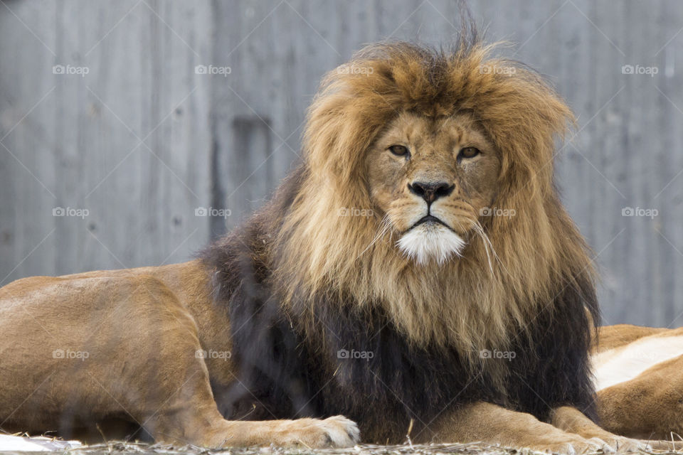 Male lion eye contact  .
Lejon ögonkontakt