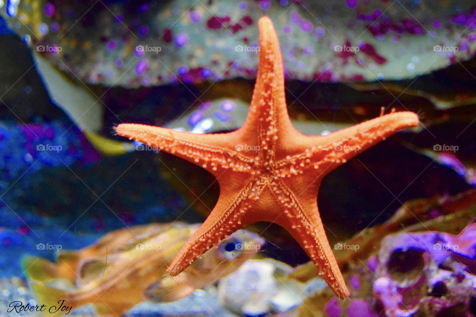 Starfish and fishes