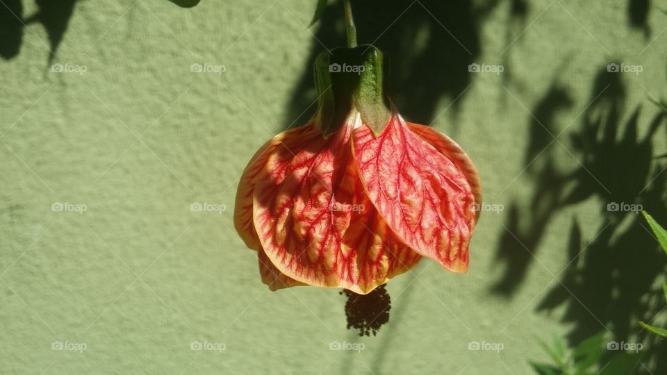 summer California flower