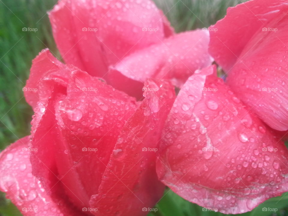 tulips in the rain